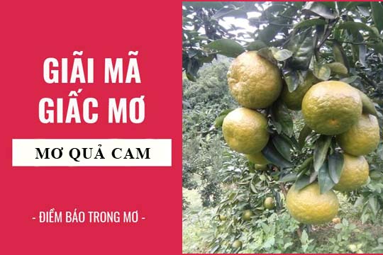 Giải mã giấc mơ thấy quả cam