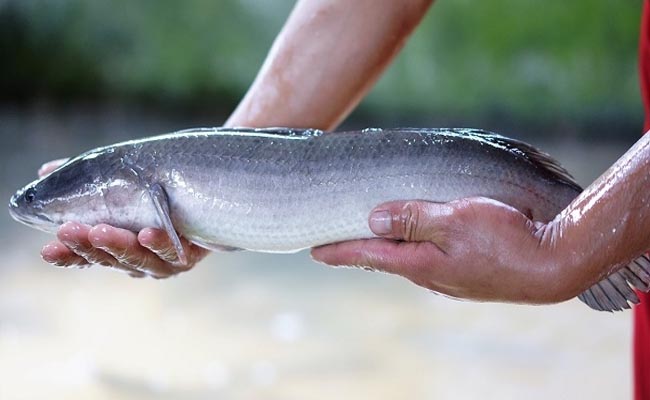 mơ thấy cá lóc đánh con gì chắn thắng