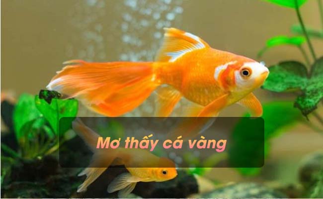 Mơ thấy cá vàng là điềm báo gì? Nên đánh con số nào để thắng lô đề