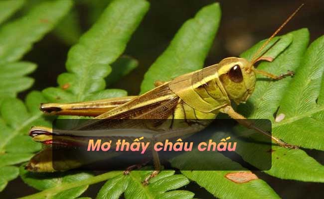 Mơ thấy châu chấu mang ý nghĩa gì? Đánh con gì?