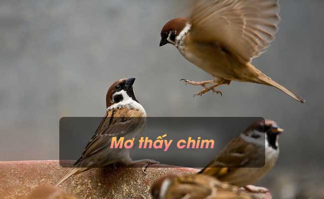 Mơ thấy chim là dự báo điều gì? Nên đánh con số nào?