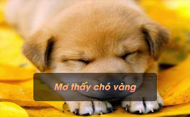 Giải mã giấc mơ thấy chó vàng và những con số liên quan