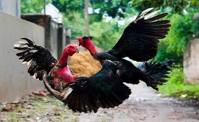 mơ thấy gà trống đang đá nhau