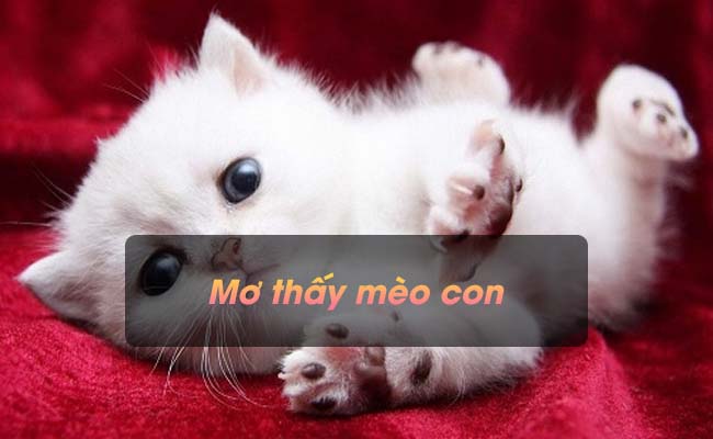 Mơ thấy mèo con mang điềm lành hay dữ? Nên đánh con số nào?