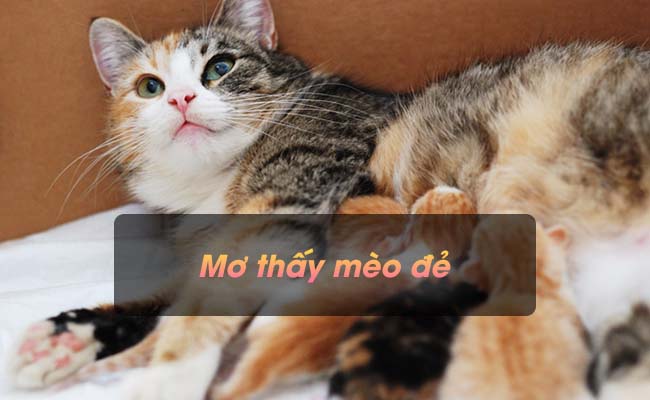 Mơ thấy mèo đẻ con là dự báo cho điều gì? Nên đánh con số nào trúng lớn?