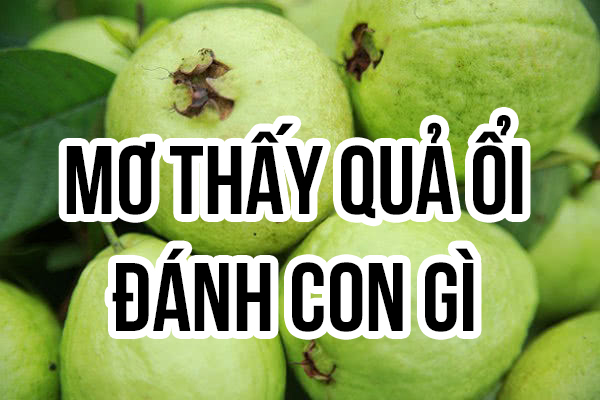 Mơ thấy hái ổi đánh con gì ăn lớn?