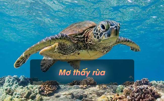 13 Điềm báo khi bạn ngủ mơ thấy rùa? Và nên đánh con gì?