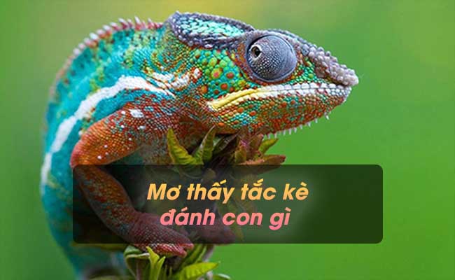 Mơ thấy tắc kè đánh con gì dễ trúng và nó mang ý nghĩa gì