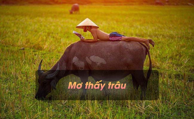 Mơ thấy trâu có điềm báo gì? Đánh con gì thắng lớn