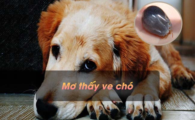 Giải mã giấc mơ thấy ve chó? Chọn đánh con số nào hợp lý?