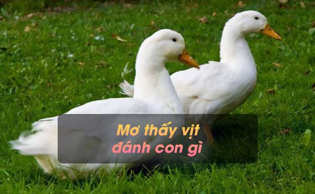 Mơ thấy vịt đánh con gì? Gợi ý con số may mắn liên quan